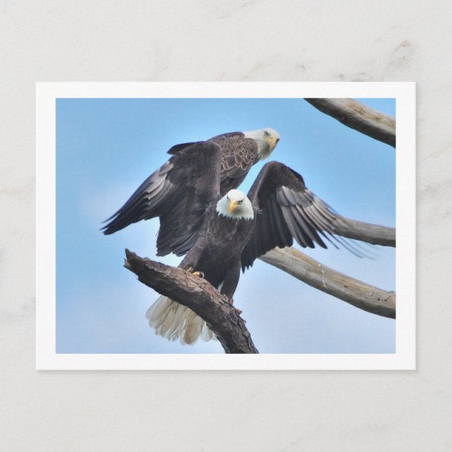 Bald Eagles Postkarte (Vorderseite)