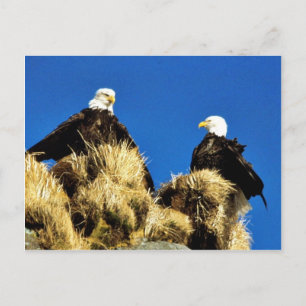 Bald Eagles Postkarte