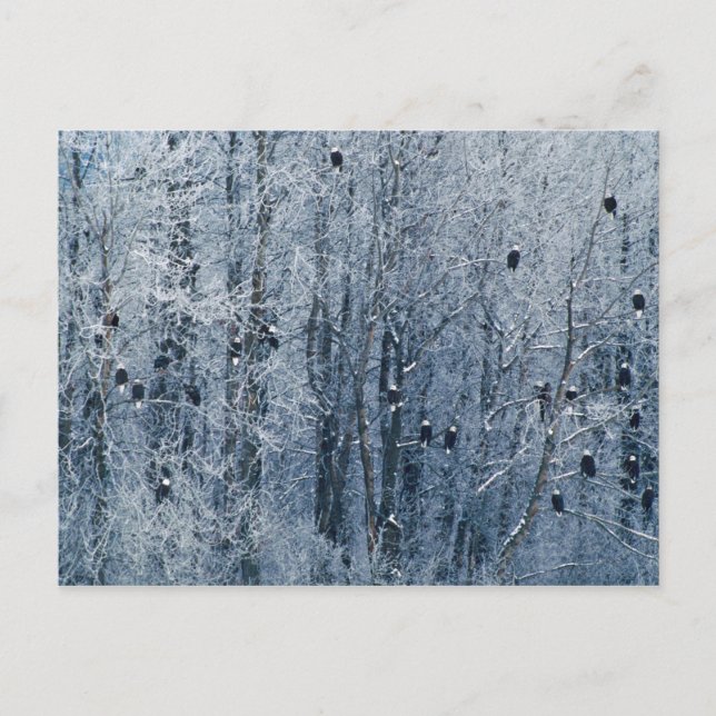 Bald Eagles Postkarte (Vorderseite)