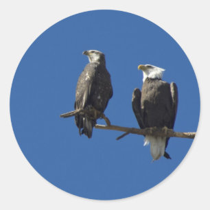 Bald Eagles Runder Aufkleber