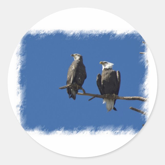 Bald Eagles Runder Aufkleber (Vorderseite)
