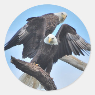 Bald Eagles Runder Aufkleber