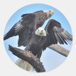 Bald Eagles Runder Aufkleber