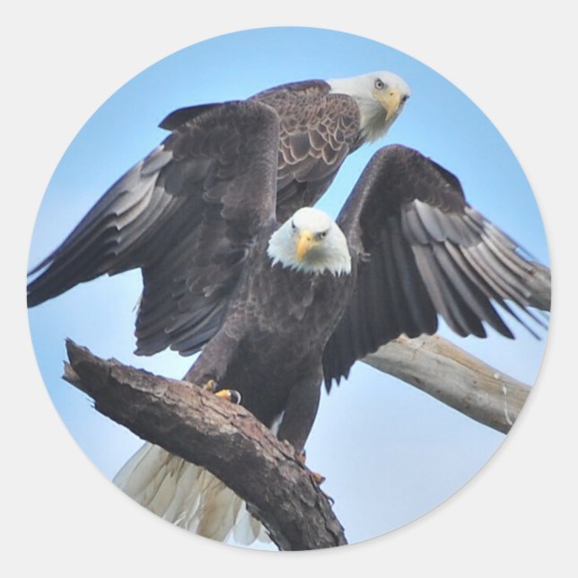 Bald Eagles Runder Aufkleber (Vorderseite)