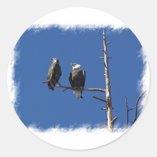 Bald Eagles Runder Aufkleber (Vorderseite)