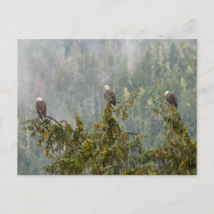 Bald Eagles Tongass National Forest Alaska Postkarte