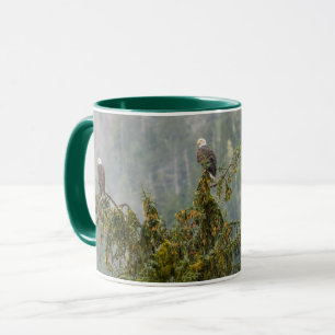 Bald Eagles Tongass National Forest Alaska Tasse