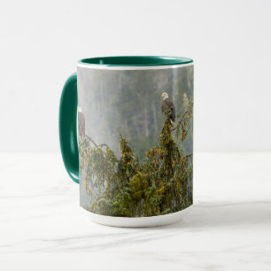 Bald Eagles   Tongass National Forest Alaska Tasse