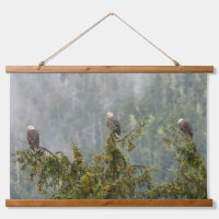 Bald Eagles | Tongass National Forest Alaska
