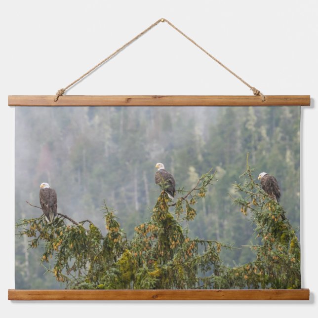 Bald Eagles | Tongass National Forest Alaska Wandteppich Mit Holzrahmen (Vorne)
