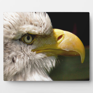 BALD EGELN FOTOPLATTE