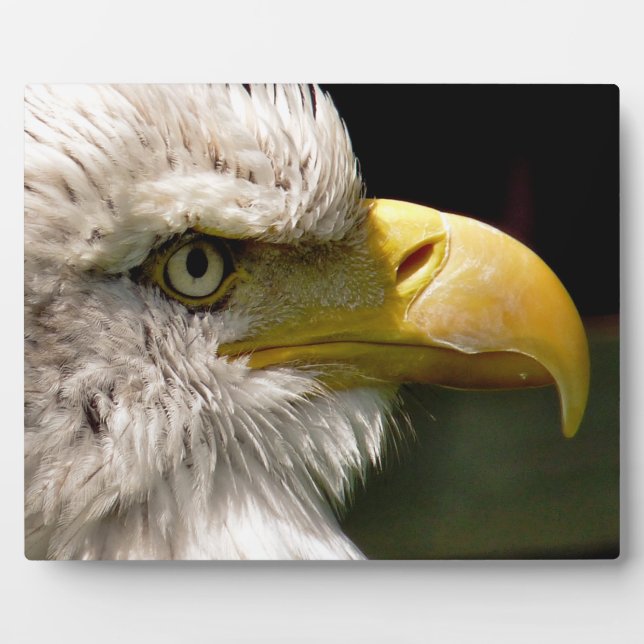 BALD EGELN FOTOPLATTE (Vorderseite)