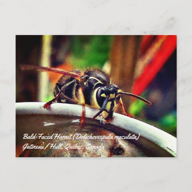 Bald Gesichts Hornet (Dolichovespula maculata) Was Postkarte (Vorderseite)