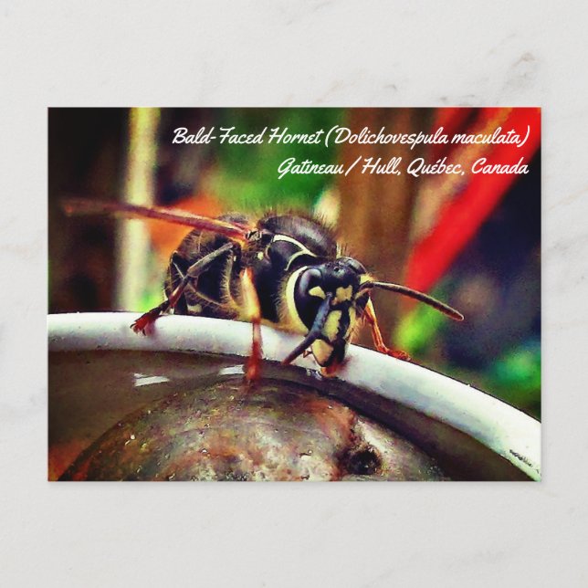 Bald Gesichts Hornet (Dolichovespula maculata) Was Postkarte (Vorderseite)