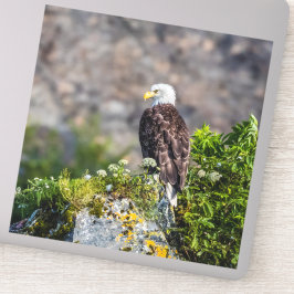 Baldadler auf dem Felsen Aufkleber