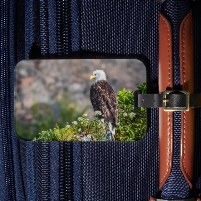 Baldadler auf dem Felsen Gepäckanhänger (Vorderseite Insitu 4)