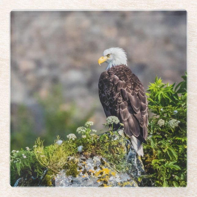 Baldadler auf dem Felsen Glasuntersetzer (Vorderseite)