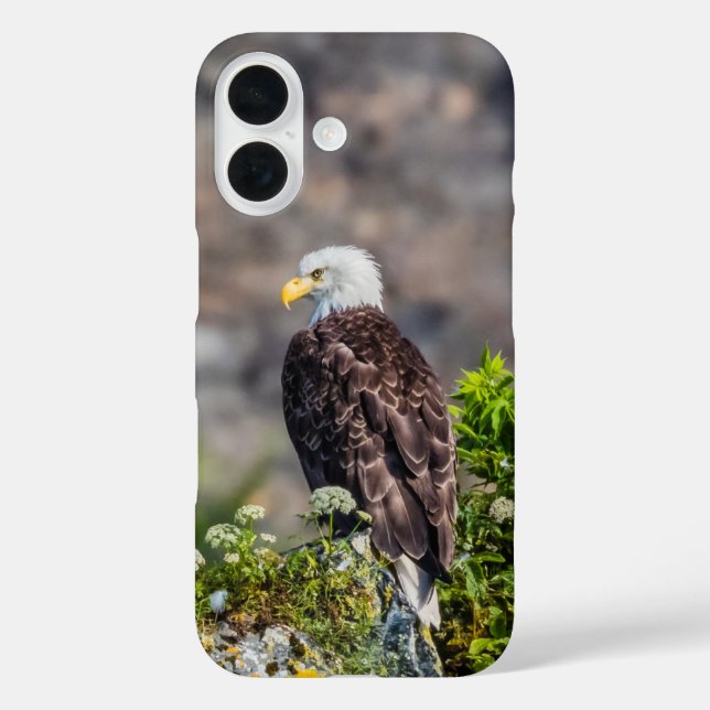 Baldadler auf dem Felsen iPhone 16 Hülle (Rückseite)