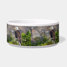 Baldadler auf dem Felsen Napf