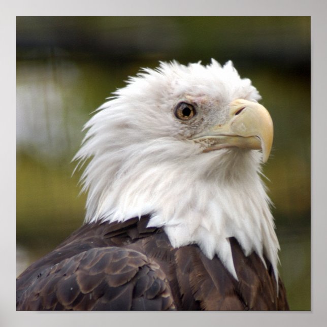 Baldeagle10x10 Poster (Vorne)