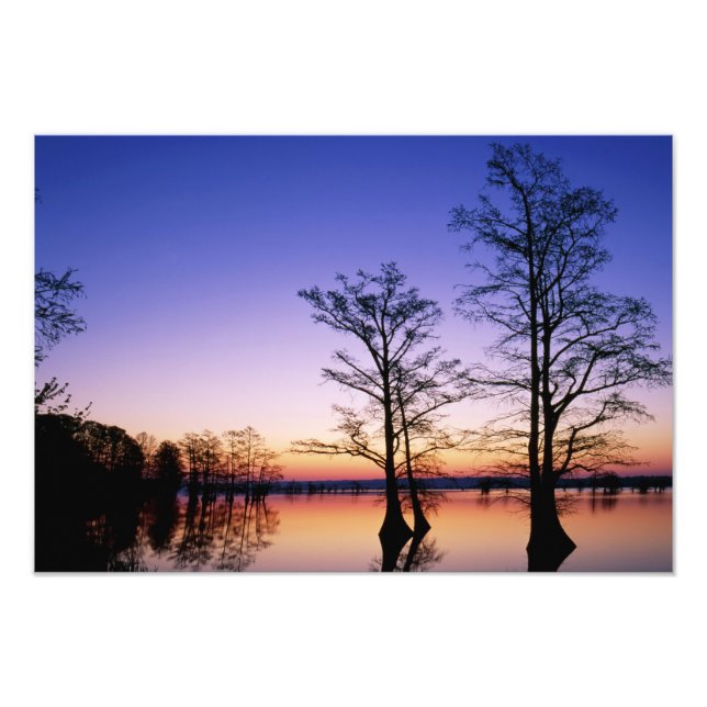 Baldkypresspalmen, bei Sonnenuntergang silhouettie Fotodruck (Vorne)