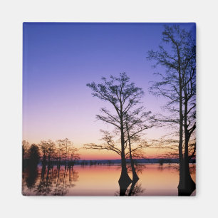 Baldkypresspalmen, bei Sonnenuntergang silhouettie Magnet