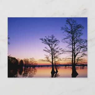 Baldkypresspalmen, bei Sonnenuntergang silhouettie Postkarte