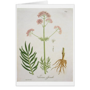 Baldrian von "Phytographie Medicale" durch