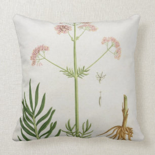 Baldrian von "Phytographie Medicale" durch Kissen