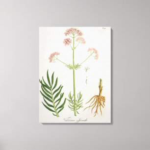Baldrian von "Phytographie Medicale" durch Leinwanddruck