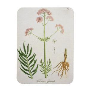 Baldrian von "Phytographie Medicale" durch Magnet