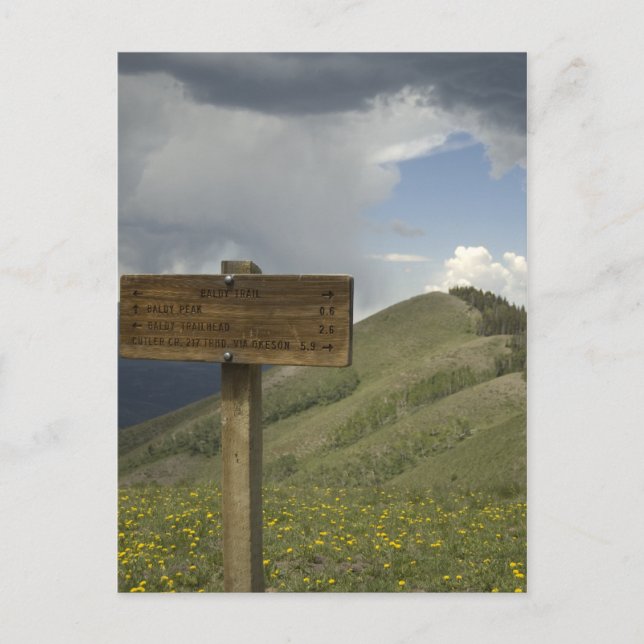 Baldy Peak Postkarte (Vorderseite)