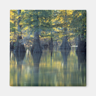 Baldzypressen   Horseshoe Lake Illinois Magnet