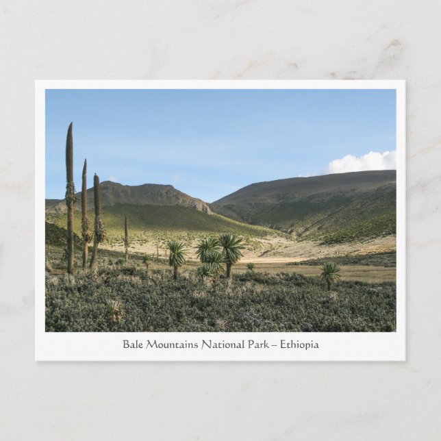 Bale Mountains Äthiopien Postkarte (Vorderseite)