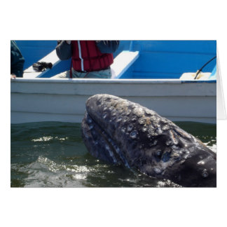 Baleine