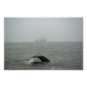 Baleine à bosse et gros navire 2 photo