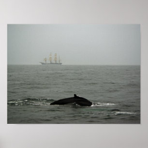 Baleine à bosse et impression de grand voilier