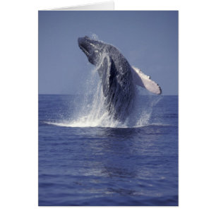 Baleine à bosse faisant une brèche (Megaptera