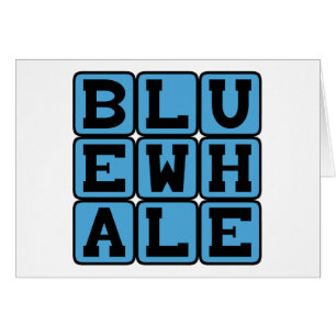 Baleine bleue, Mammifère marin