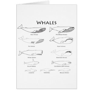 Baleines (illustrations de schéma)