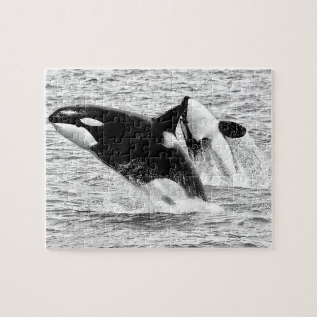 Baleines tueuses en monochrome, Puzzle de Jigsaw (Horizontal)