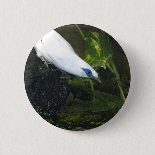 Bali Myna Button (Vorderseite)