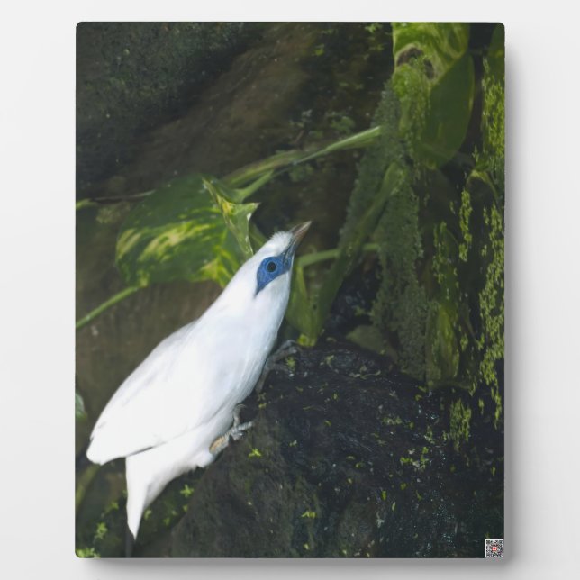 Bali Myna Fotoplatte (Vorderseite)