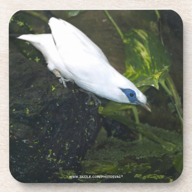 Bali Myna Getränkeuntersetzer (Vorderseite)