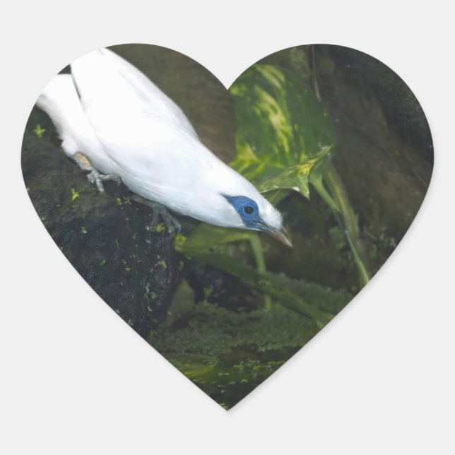 Bali Myna Herz-Aufkleber (Vorderseite)