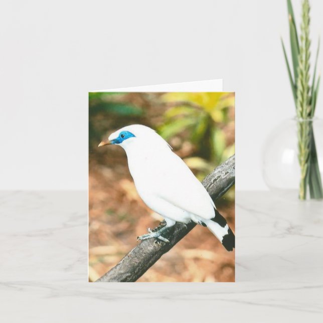 Bali Mynah Foto Faltkarte (Vorderseite)