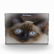 Balinese Cat