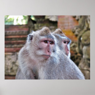 Balinese Macaque Poster