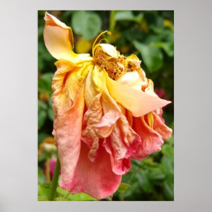 Ball Gown Dead Rose, gelb orange Poster