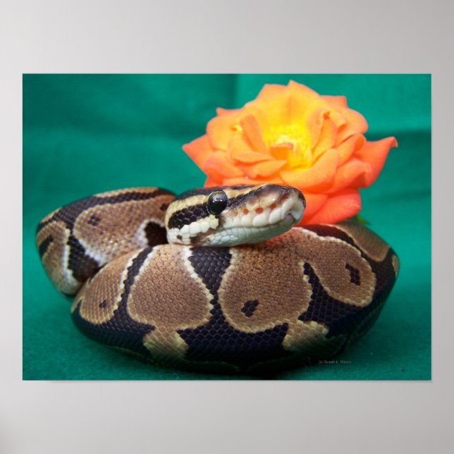 Ball-Python-Bild mit orangefarbener Rose, hinten g Poster (Vorne)